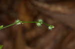 Licorice bedstraw